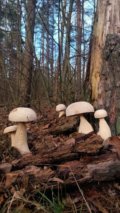 Grzyb z drewna typu borowik, prawdziwek, koźlarz