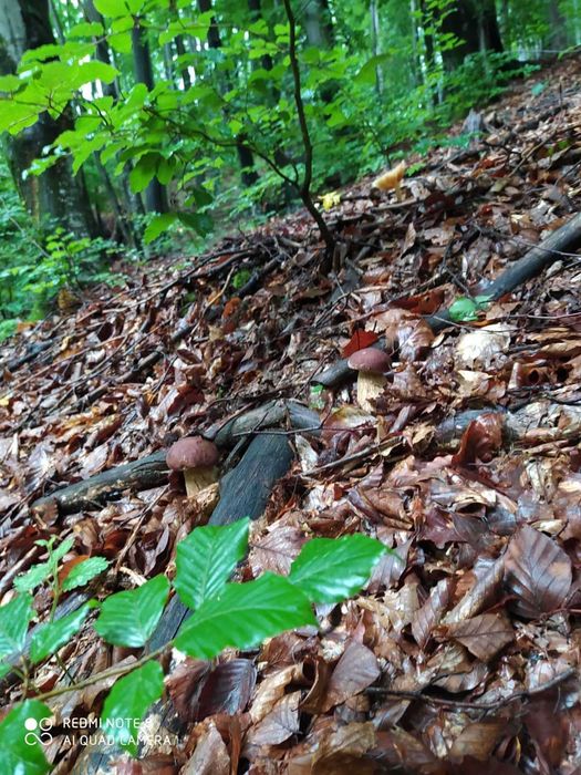 Білі гриби мариновані