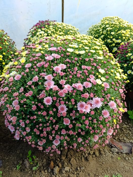 Chryzantemy drobnokwiatowe