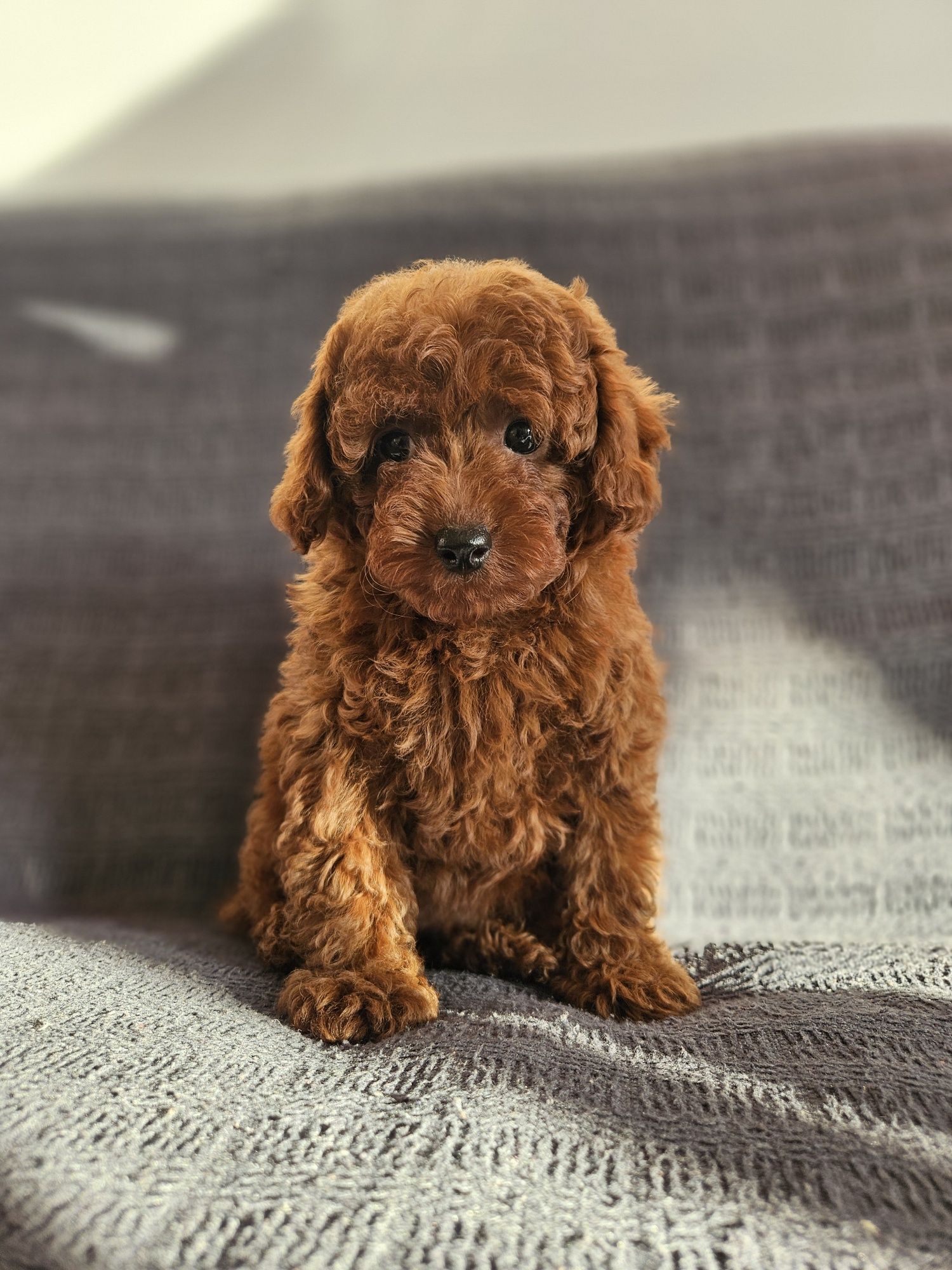 Пудель дівчинка від батьків з Китаю. Teddy poodle