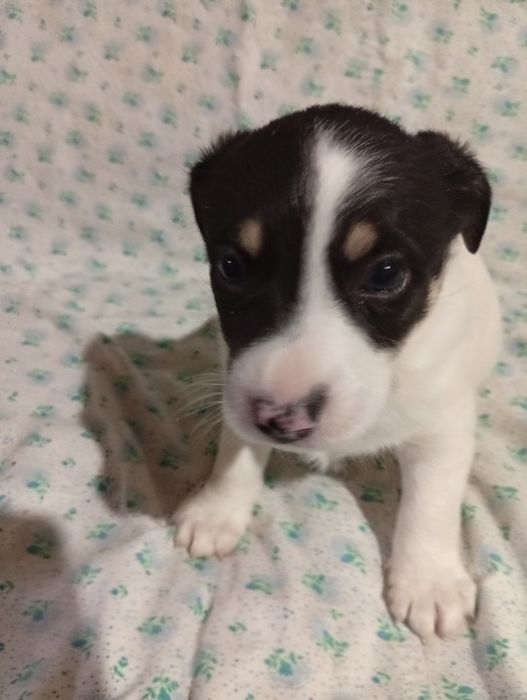 Цуцики Джек Рассел Тер'єр