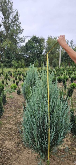 Jałowiec Blue Arrow