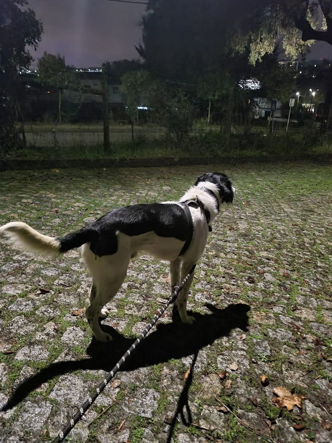 Adoção Responsável - cão macho