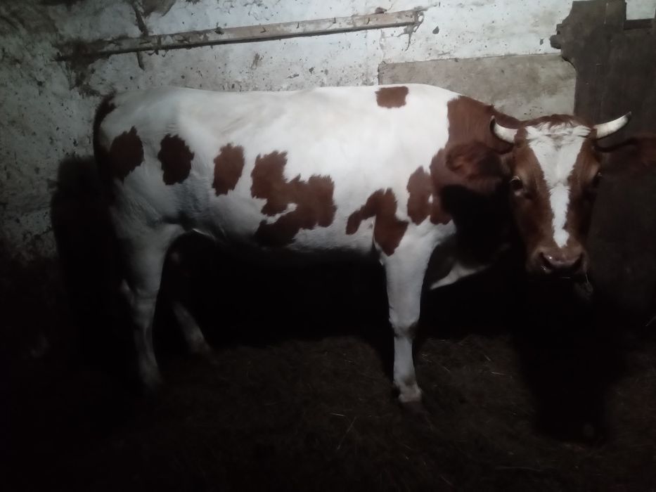 Продам молоду корову