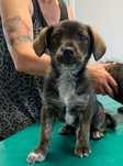 Karmel do adopcji