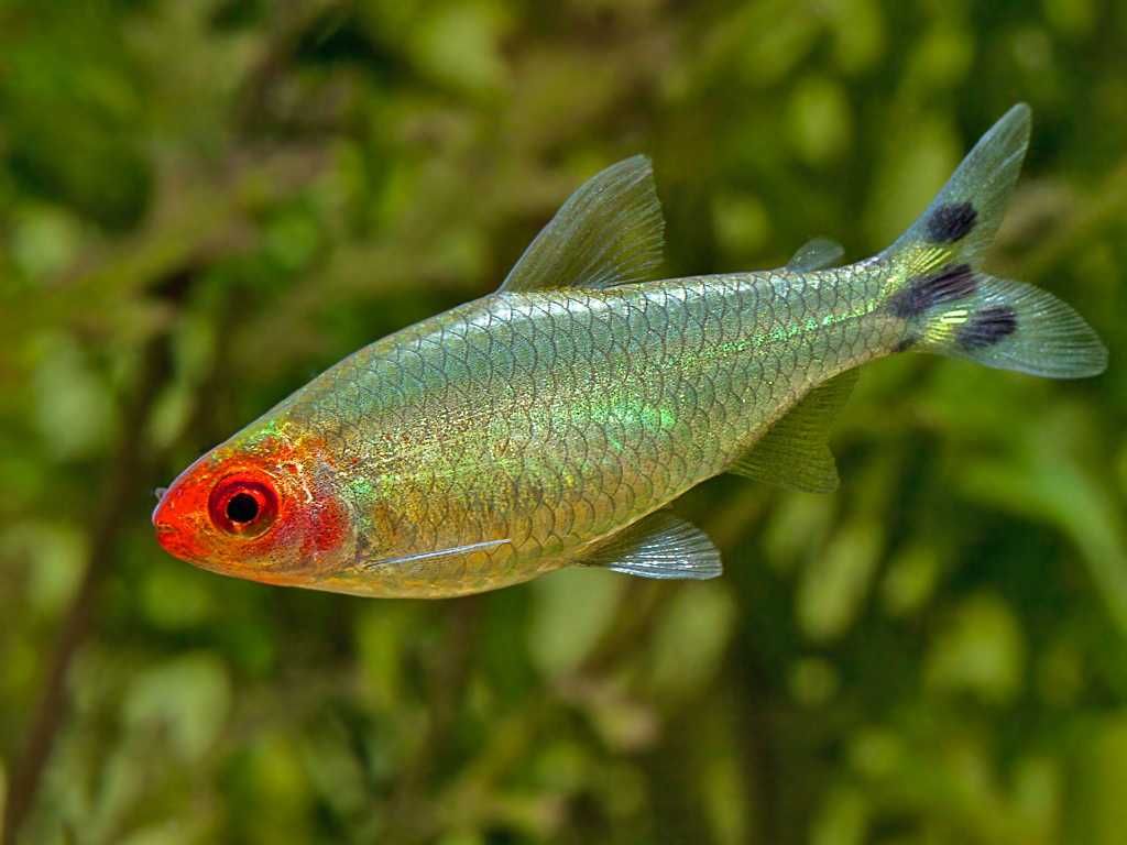 Zwinnik czerwonousty - Hemigrammus rhodostomus - dowóz, wysyłka