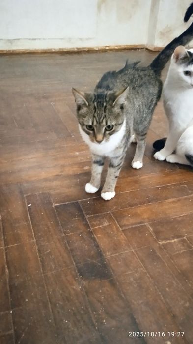 Кицькі стерелізовані пів року