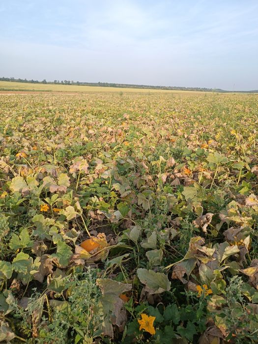 Насіння гарбузове