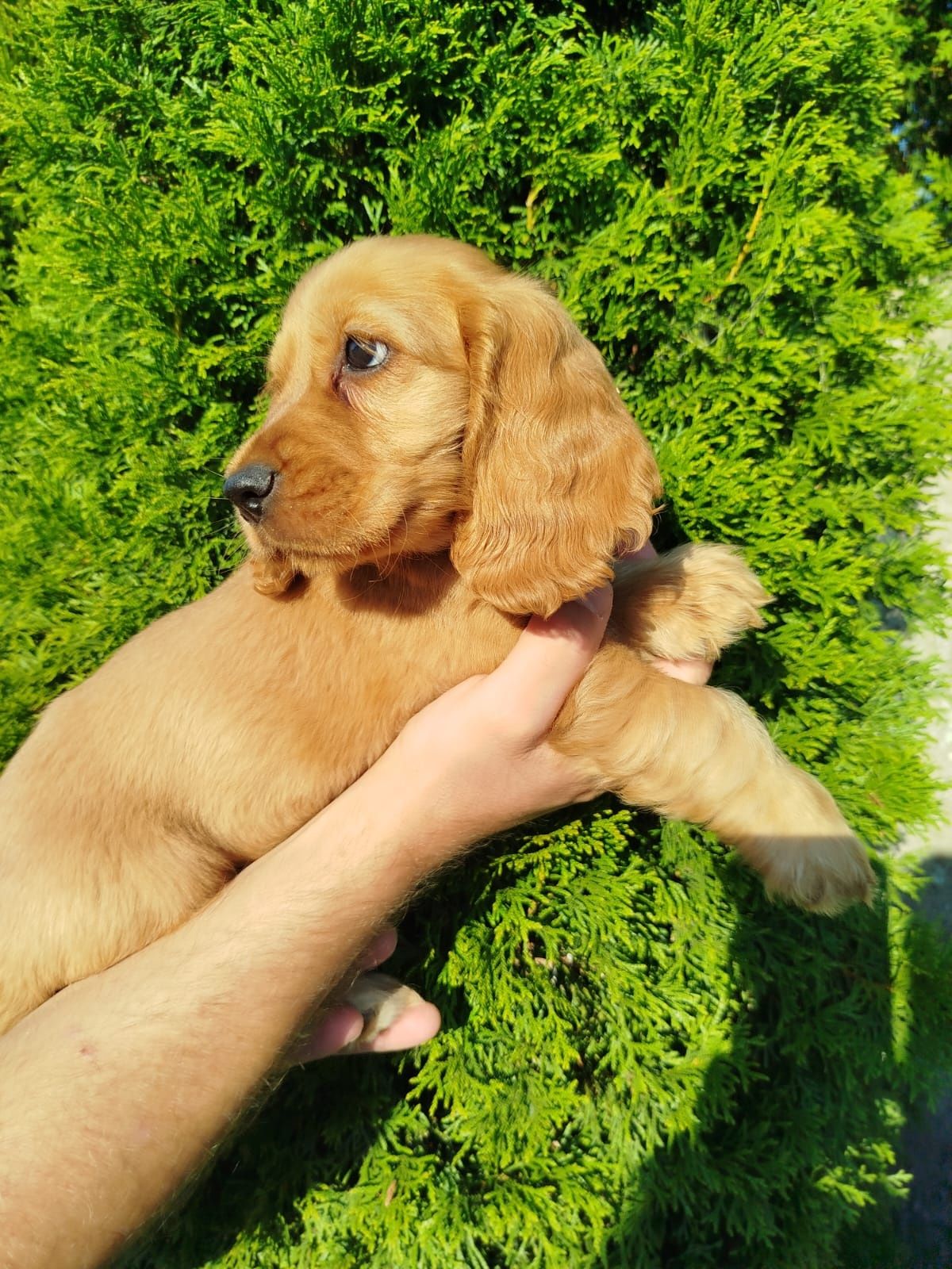 Piękny Cocer Spaniel z rodowodem