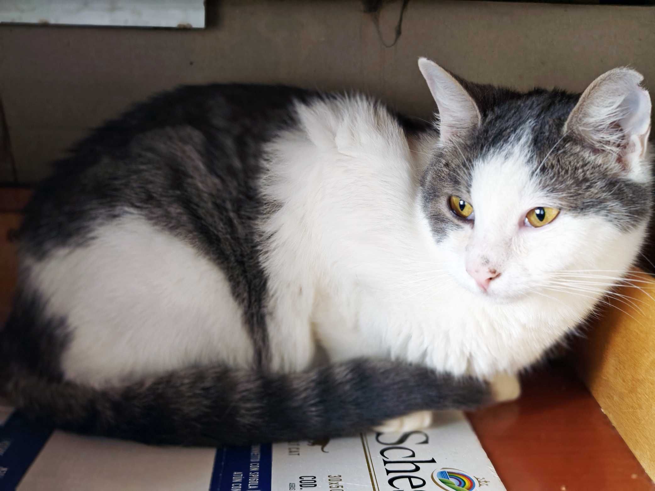 Красуня 1рік Фанні шукає дім кошеня кіт котик котенок коти кішка