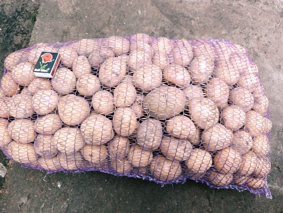 Картопля Рив’єра — посадкова (2-га репродукція)