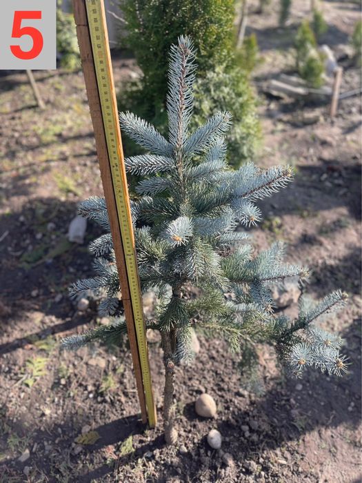 Туї смарагд на штамі, коніки, тиси, ялинки, бонсаї. Рослини для декору