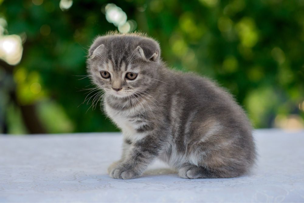 Котята скоттиш фолд ( шотландская вислоухая)