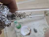 Mrówki Lasius Niger około 100 W + pojemnik arena dla mrówek