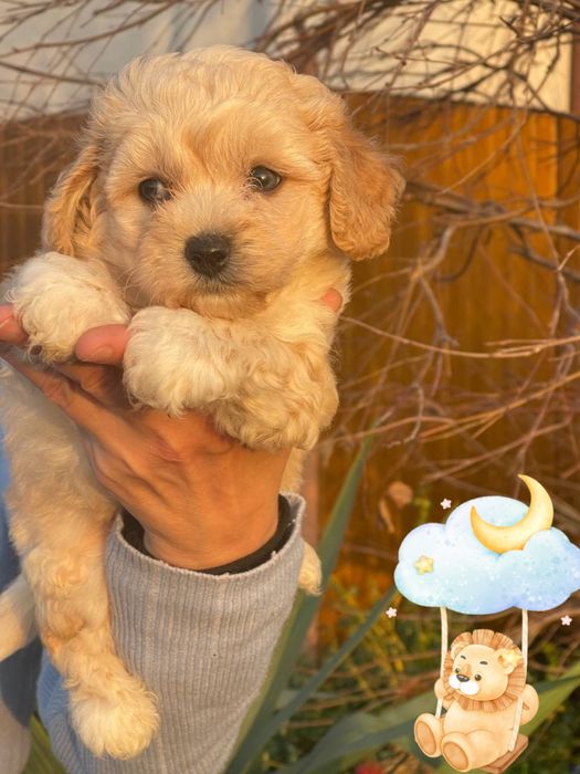 Милий хлопчик мальтіпу!