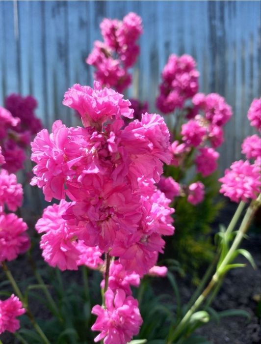 Смолка рожева весняна