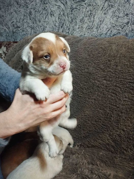 Цуценята чіхуа та коргі