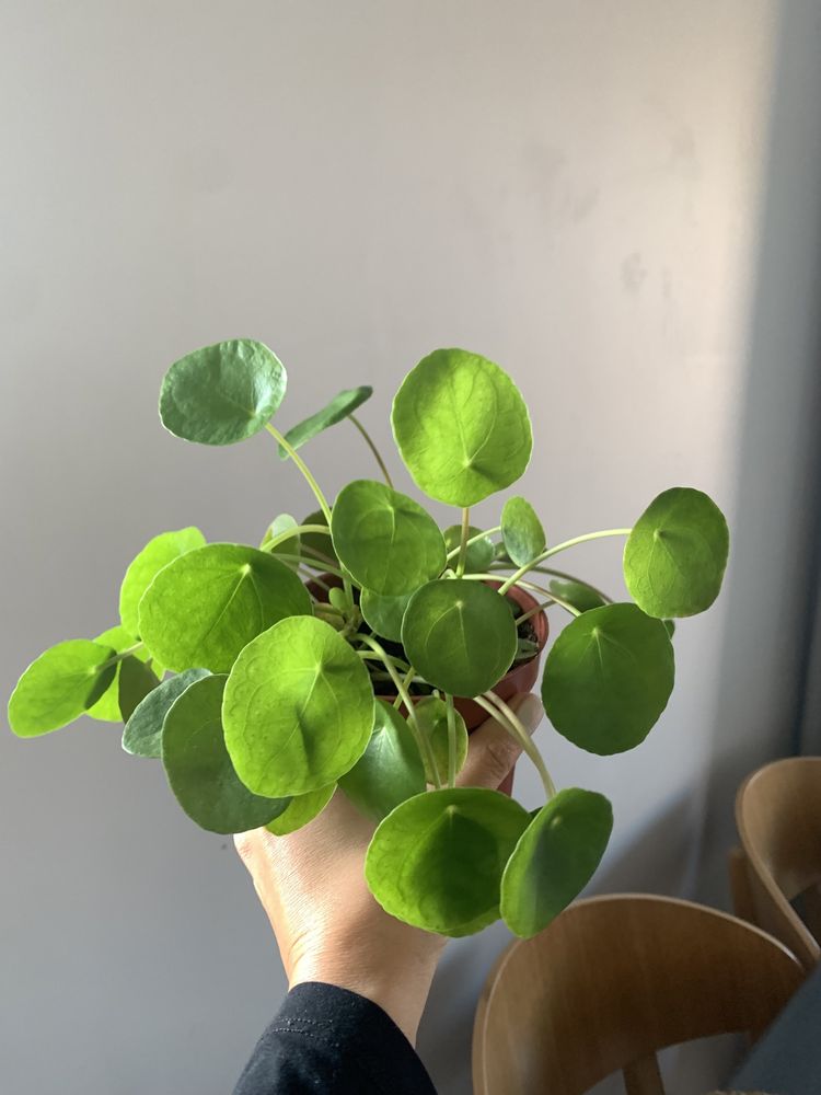 kwiat peperomia/pilea