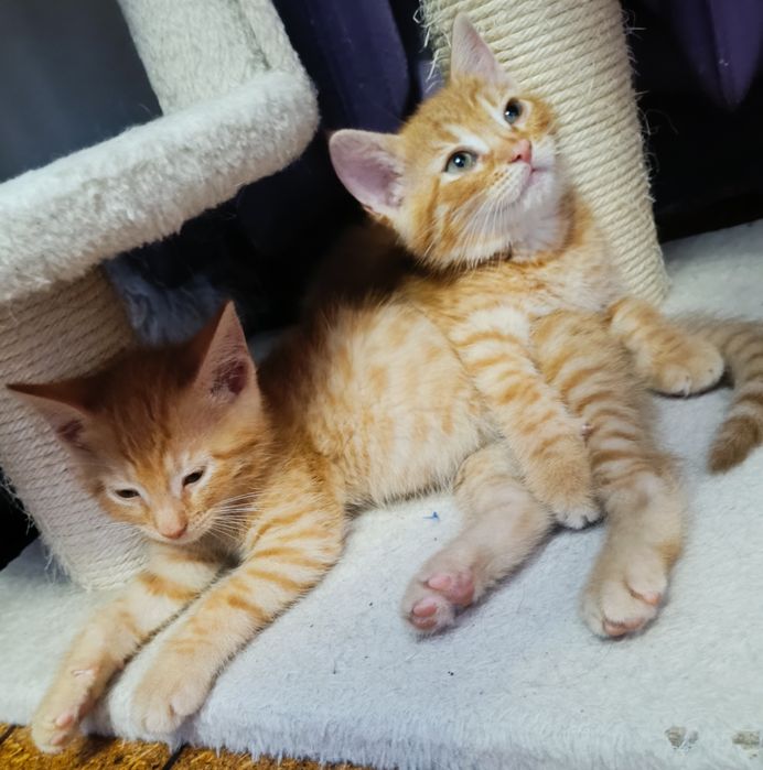 Piękne małe kocurki kociaczki do adopcji od zaraz