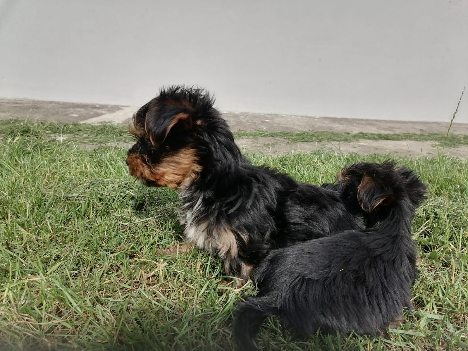 Szczenię York Terrier ZPR