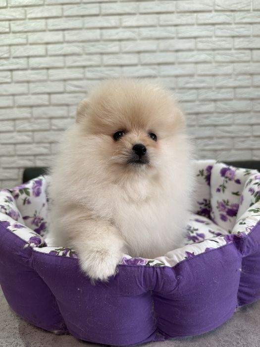 Кремовый шикардосик. Девочка померанского шпица.