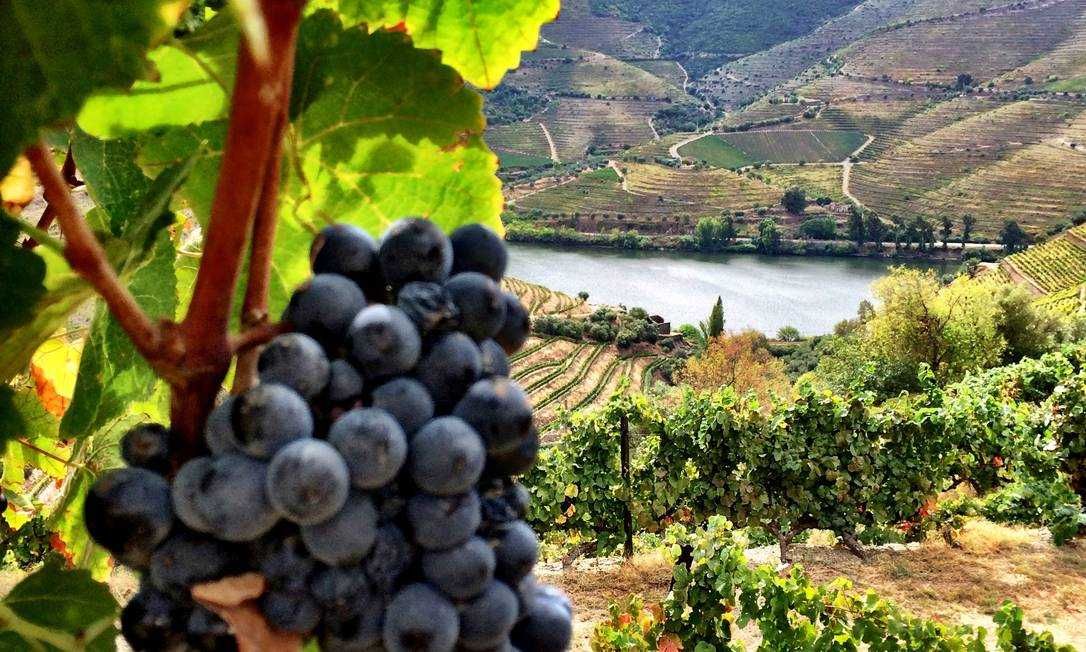 Venda de Uva Branca Região do Douro