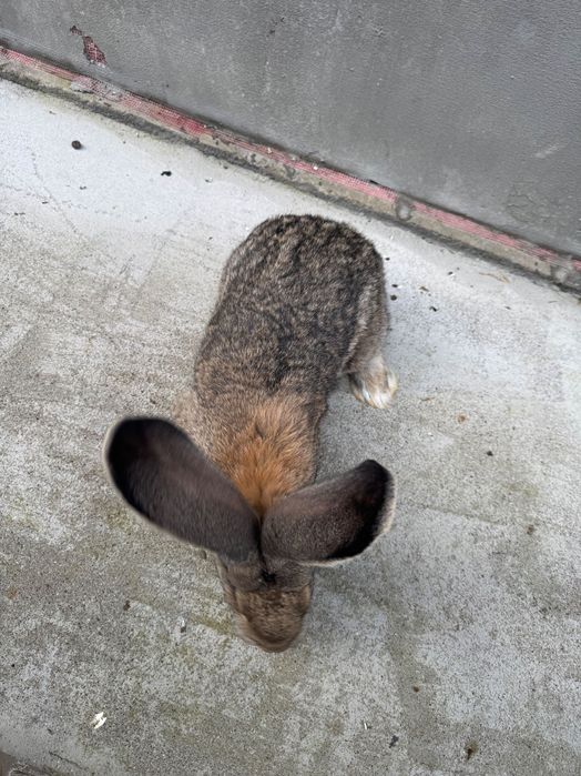 Króliki olbrzym belgijski samice