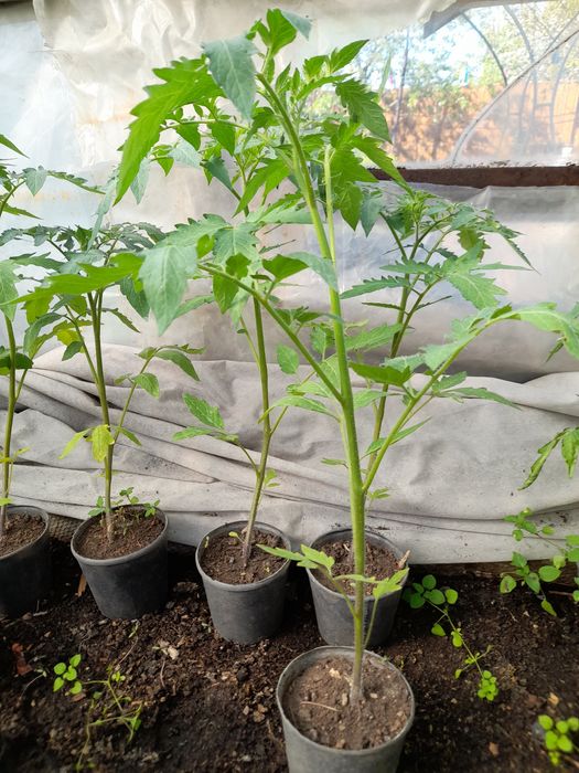 Рассада высокорослых помидор