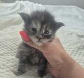 Cudowna kotka maine coon!!
