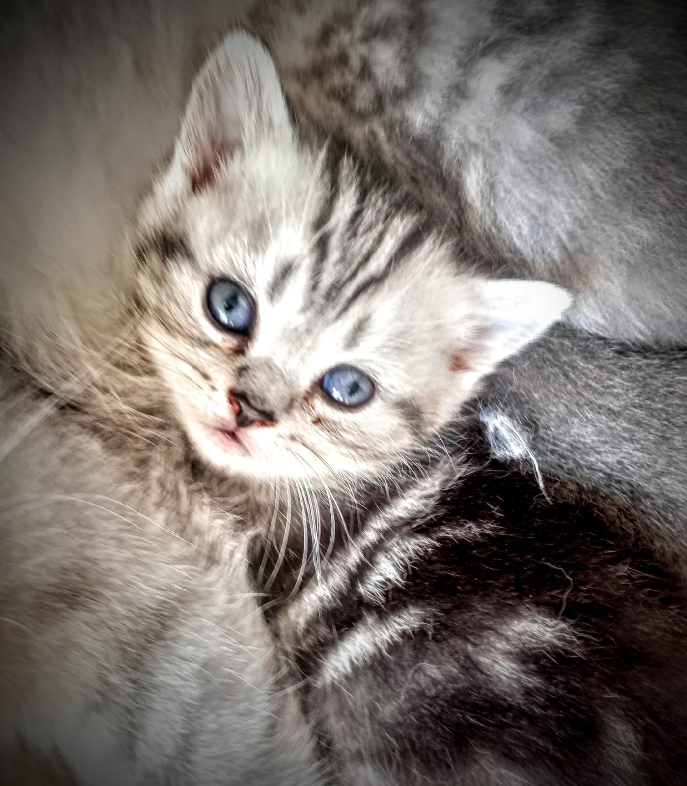 Kot brytyjski niebieski krótkowłosy długowłosy Whiskas