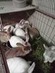 Coelhos Gigante de Flandres