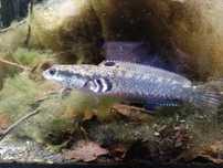 Channa ornatipinnis