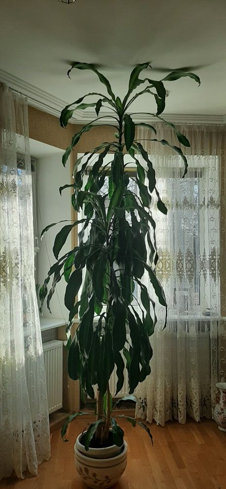 Драцена душистая (Dracaena fragrans). Высота 3 метра.