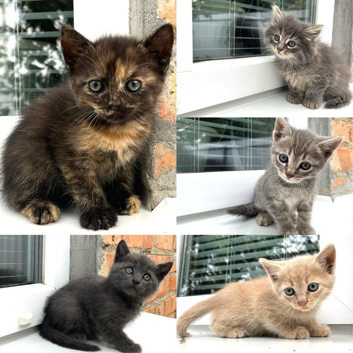 Котятка в хорошие ручки