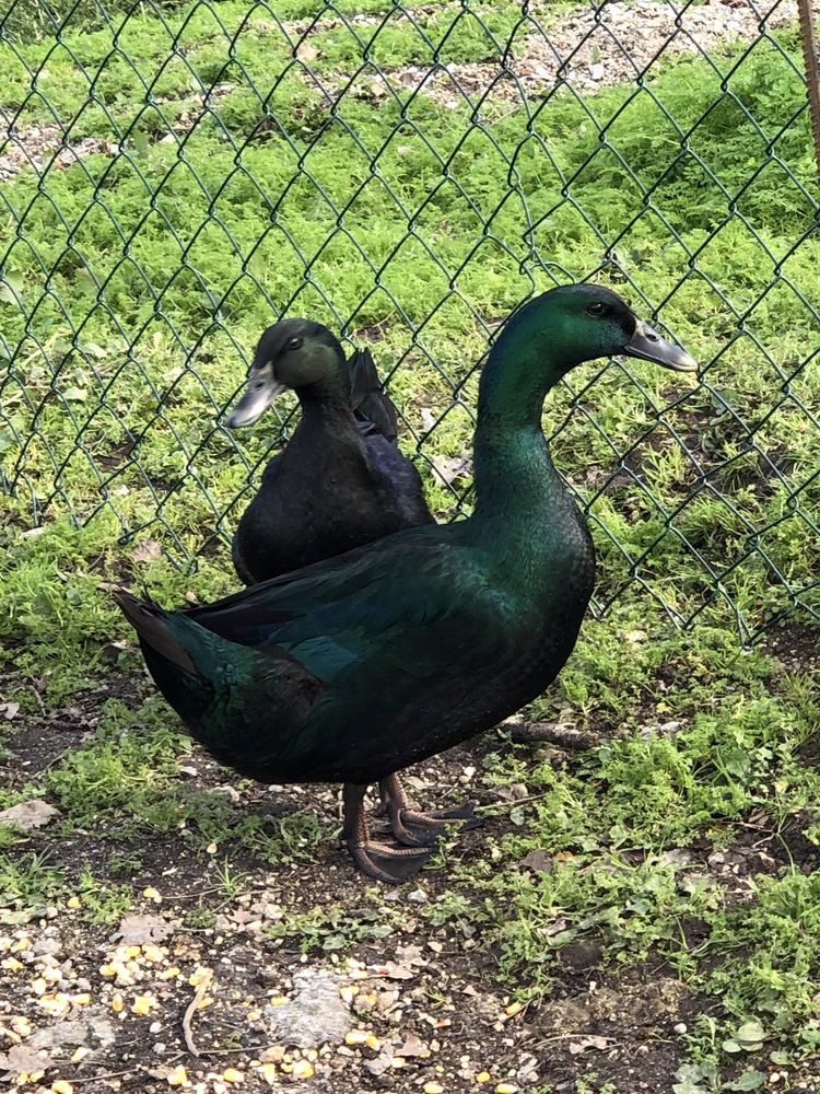 Ovos de pato cayuga