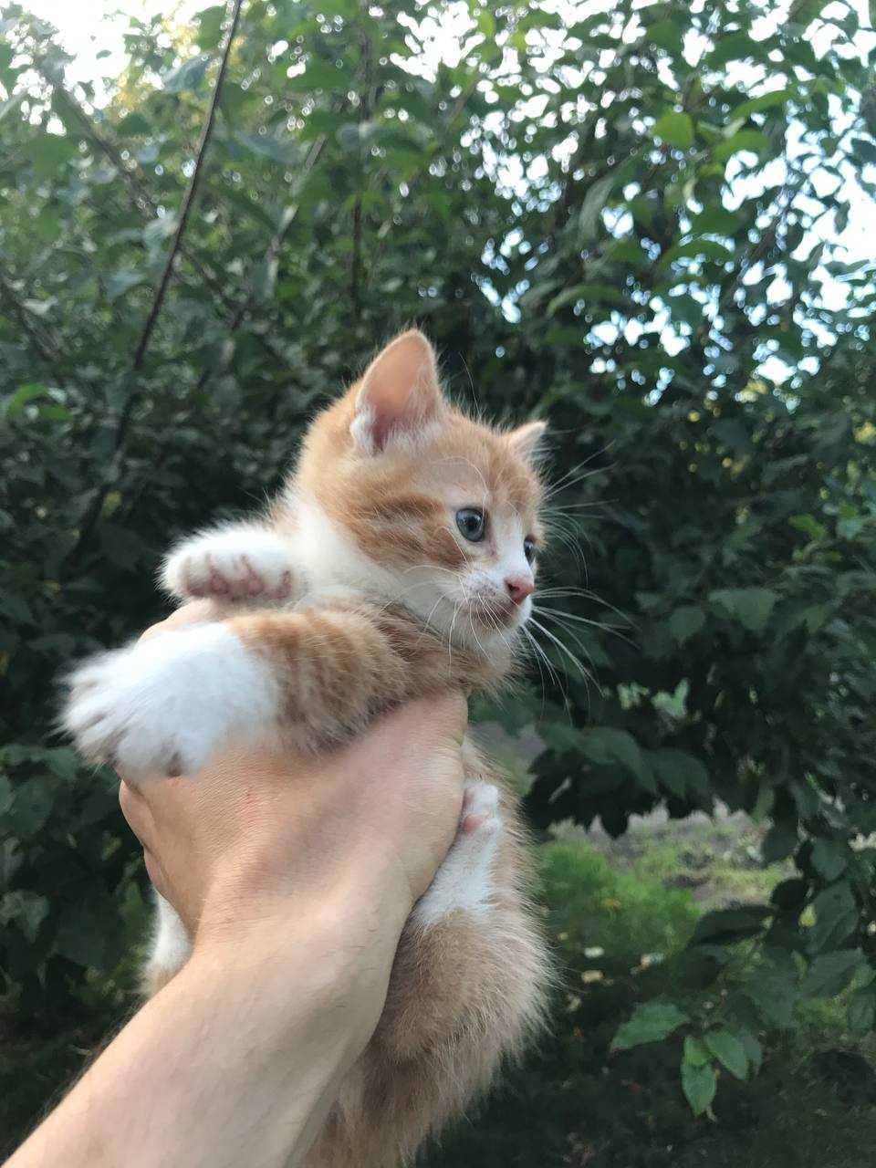 Кошенята 1,5 місяці
