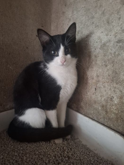 Gato 5 meses macho castrado