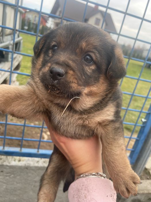 Oddam suczki w dobre ręce