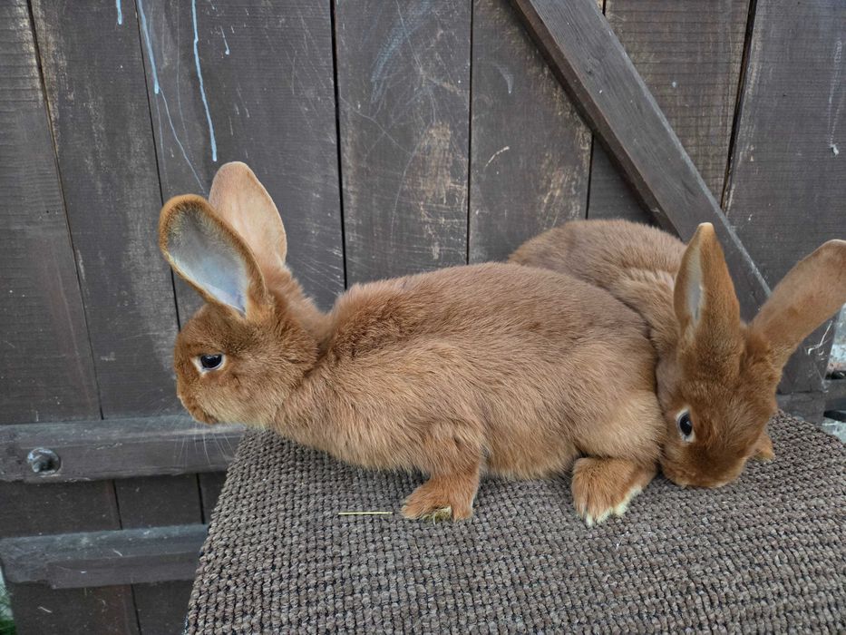Sprzedam młode nowozelandzkie czerwone