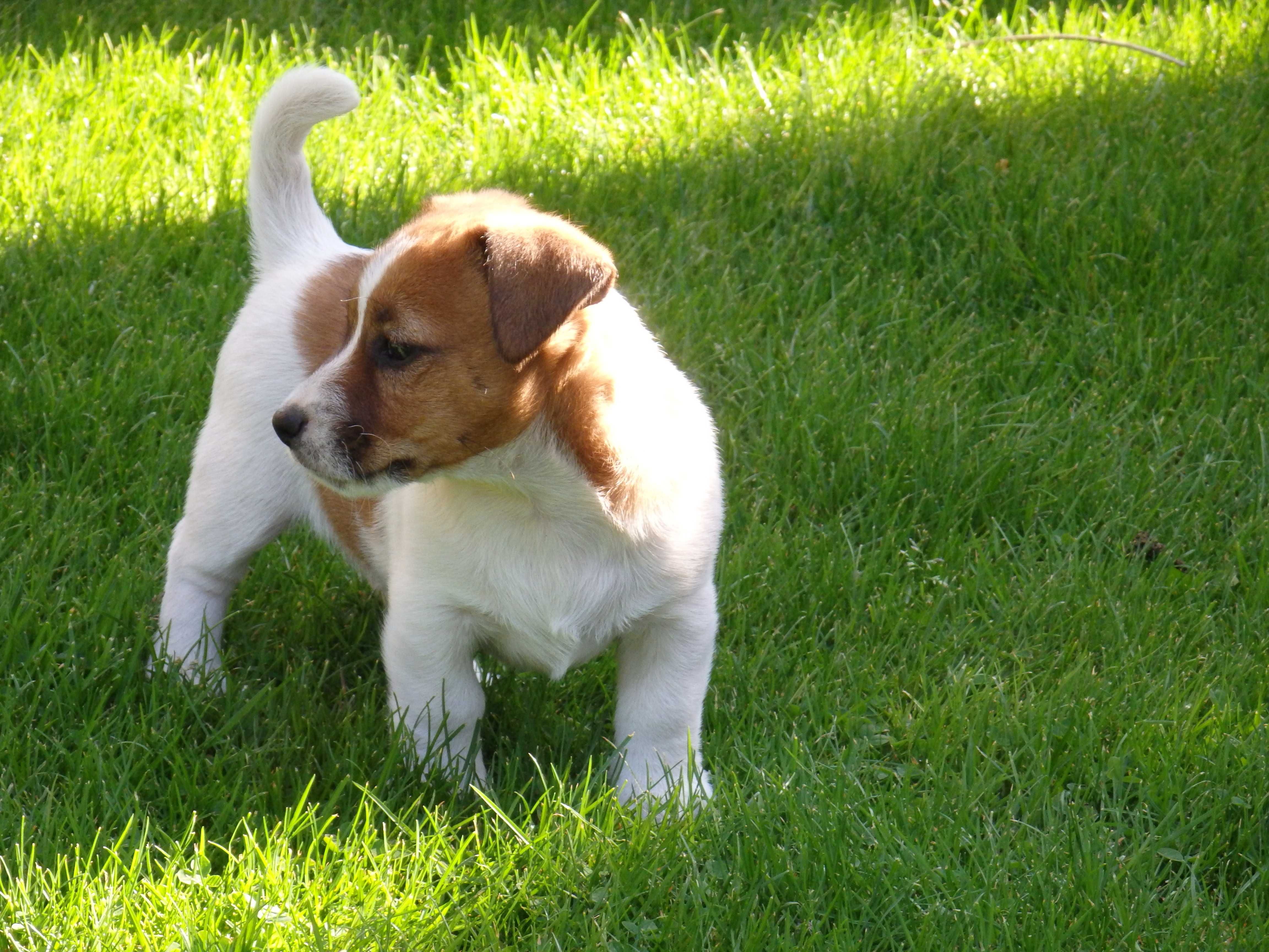 Jack Russell Terrier #MOBY Smartie Jacks# rodzice ZKwP/ FCI cute MALE