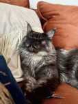 Kocur maine coon na kolanka