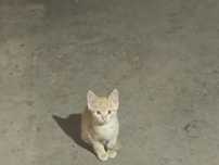 Gatinhos para doar têm cerca de 2 meses