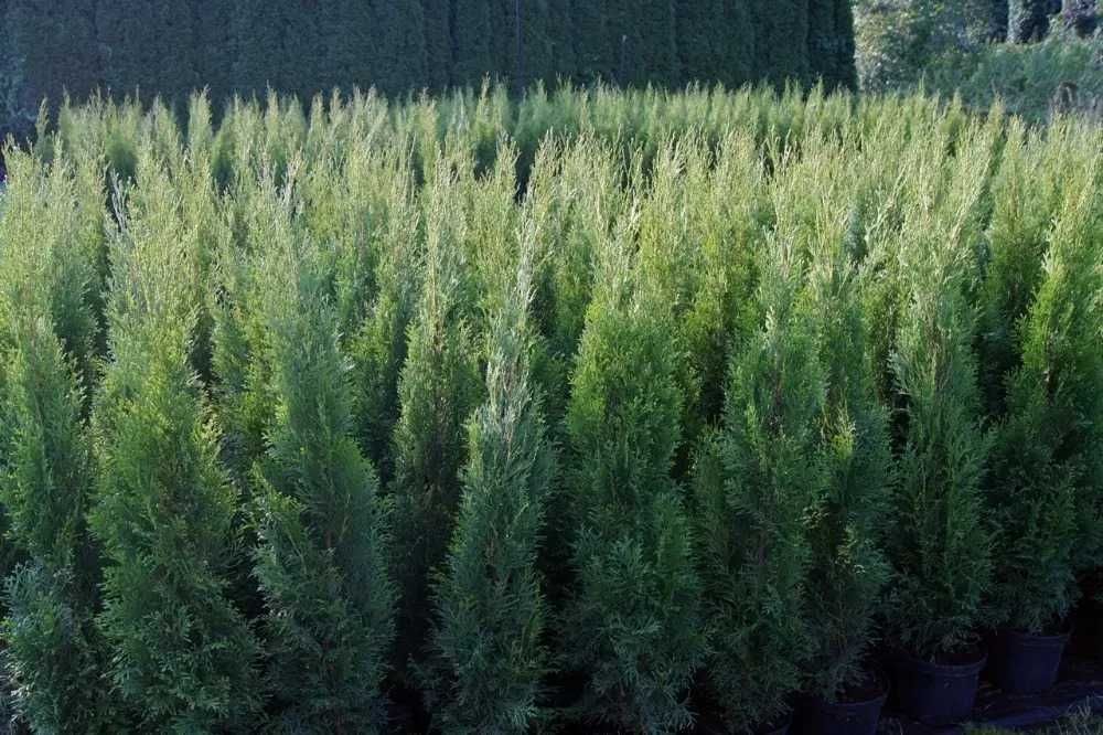 Tuja Szmaragd Szmaragdowa Tuje Szmaragdy 90CM Wys hodowane w doniczce