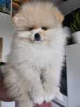 Szpic miniaturowy (Pomeranian) z wyjątkowym rodowodem