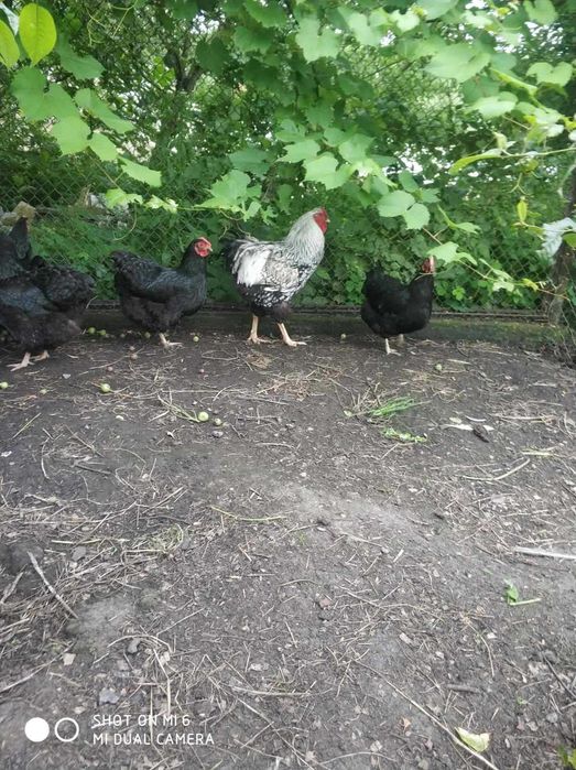 Кури, курчата віандота різних окрасів