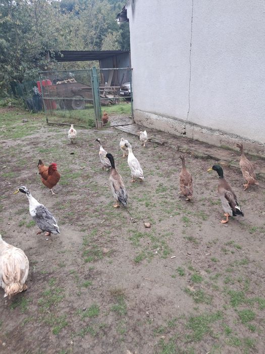 Kaczki bieguski z tego roku