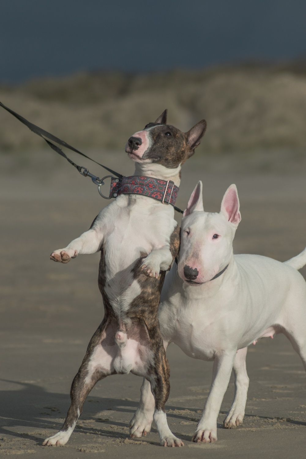 REPRODUKTOR- Bulterier Miniaturowy, Miniature Bull Terrier