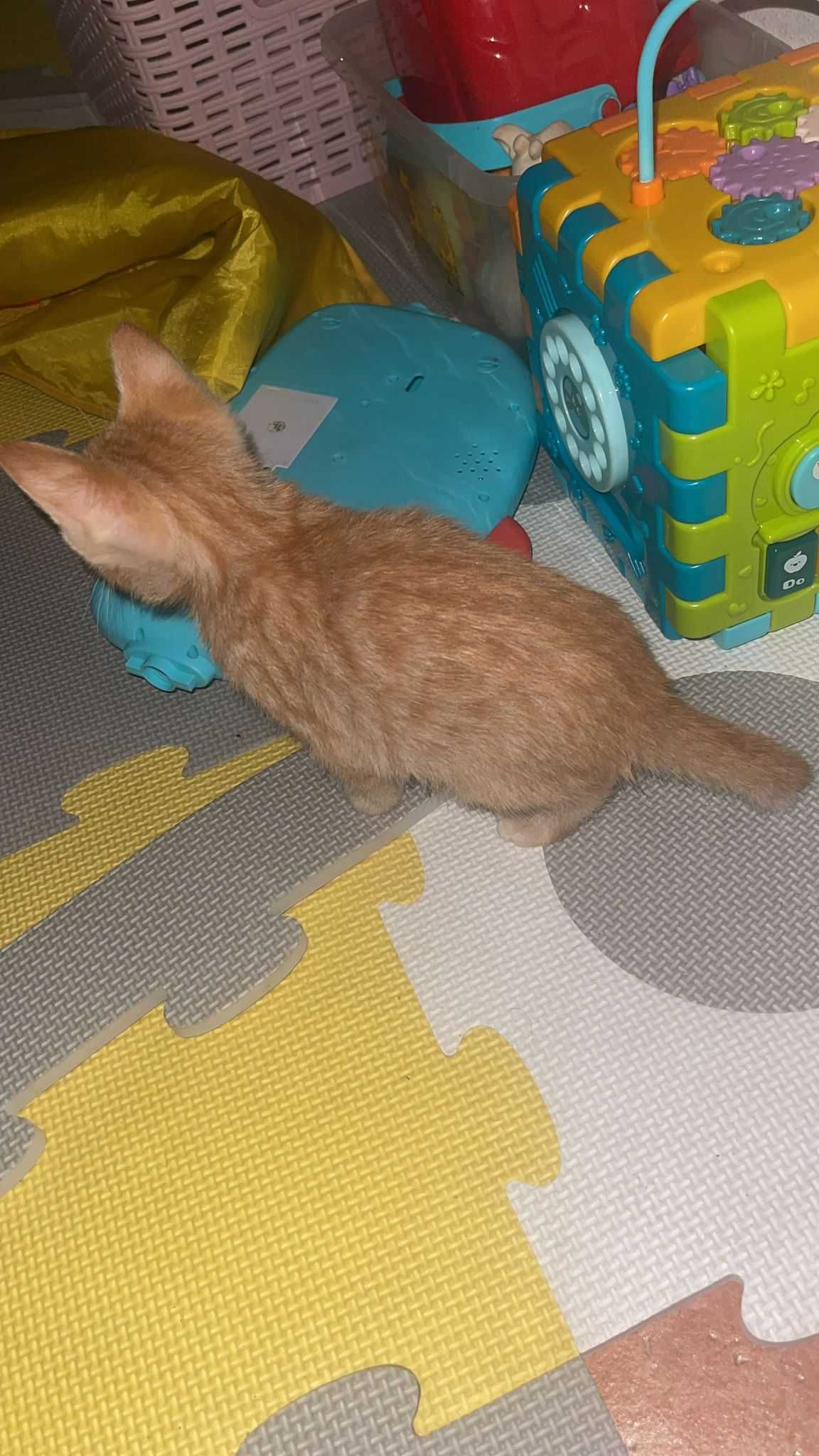 Adote um amigo de quatro patas