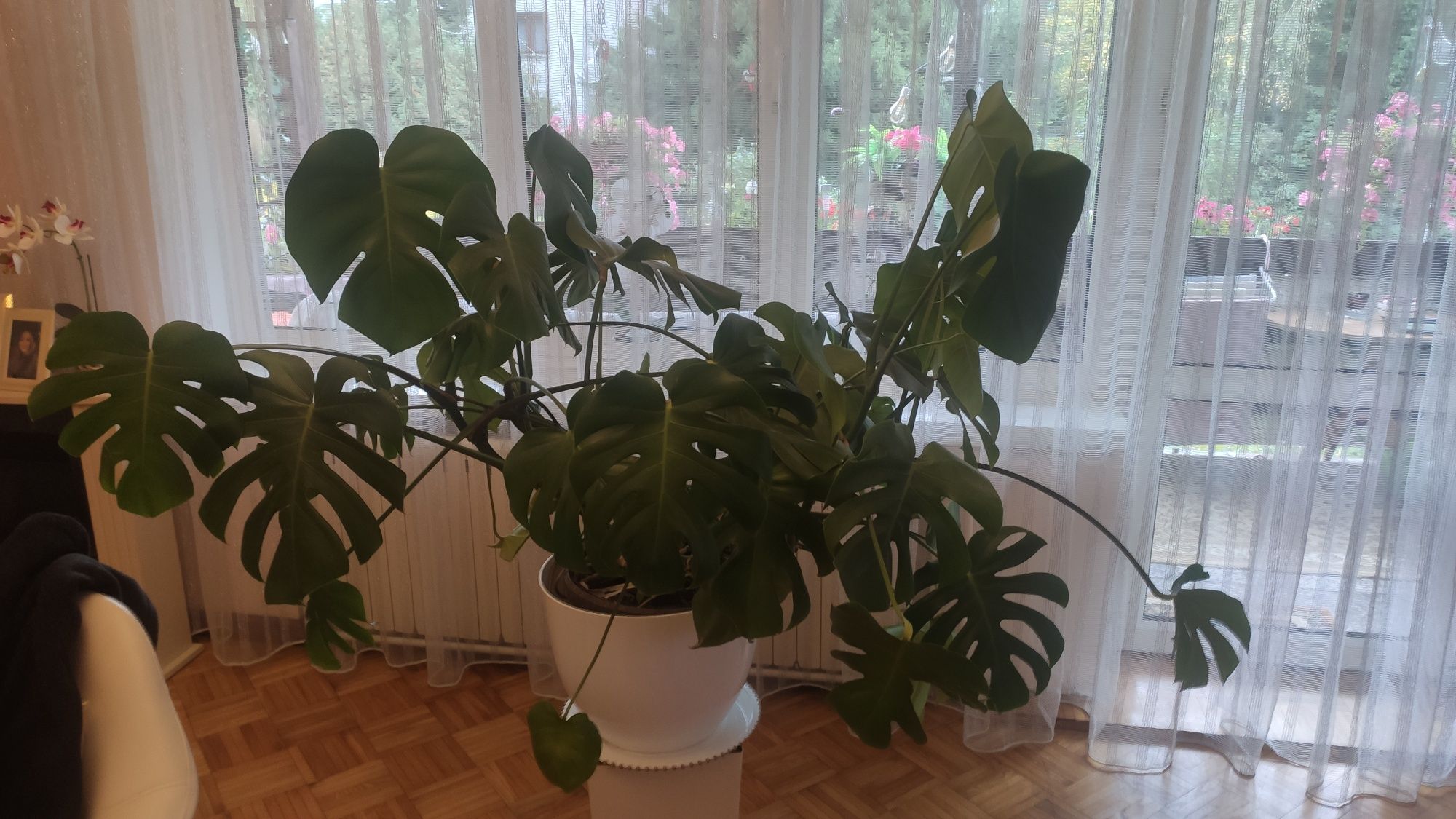 Duży Kwiat Monstera