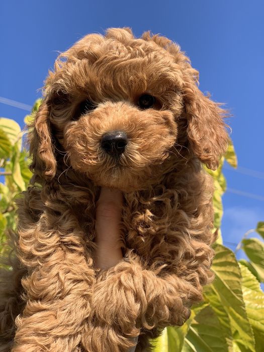 Той пудель продаж